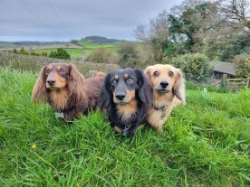 Rolo and Friends